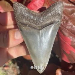 Megalodon Shark Tooth Georgia USA 3.46 All Natural Fossil Shark Tooth