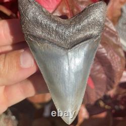 Megalodon Shark Tooth Georgia USA 3.46 All Natural Fossil Shark Tooth