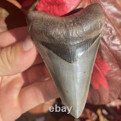 Megalodon Shark Tooth Georgia USA 3.46 All Natural Fossil Shark Tooth
