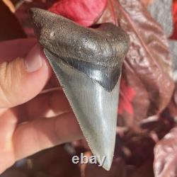 Megalodon Shark Tooth Georgia USA 3.46 All Natural Fossil Shark Tooth