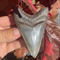 Megalodon Shark Tooth Georgia USA 3.46 All Natural Fossil Shark Tooth