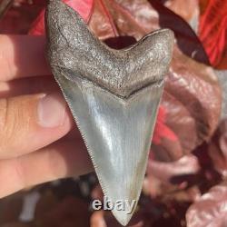 Megalodon Shark Tooth Georgia USA 3.46 All Natural Fossil Shark Tooth