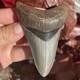 Megalodon Shark Tooth Georgia Usa 3.58 All Natural Fossil
