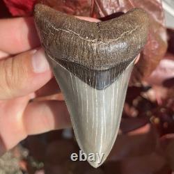 Megalodon Shark Tooth Georgia USA 3.58 All Natural Fossil