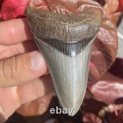 Megalodon Shark Tooth Georgia USA 3.58 All Natural Fossil