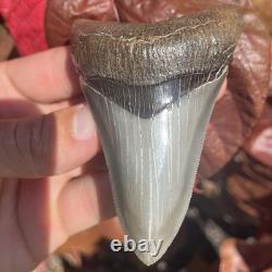 Megalodon Shark Tooth Georgia USA 3.58 All Natural Fossil