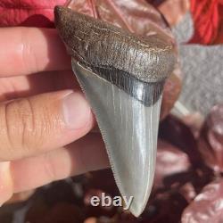 Megalodon Shark Tooth Georgia USA 3.58 All Natural Fossil Megalodon Shark Tooth Georgia USA 3.58 All Natural Fossil