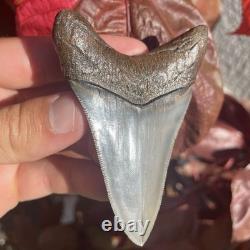 Megalodon Shark Tooth Georgia USA 3.58 All Natural Fossil