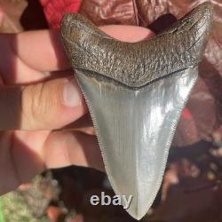 Megalodon Shark Tooth Georgia USA 3.58 All Natural Fossil