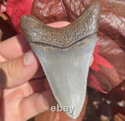 Megalodon Shark Tooth Georgia USA 3.58 All Natural Fossil