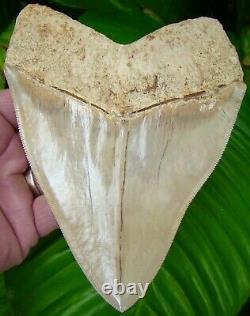 Megalodon Shark Tooth HUGE 5 & 3/4 INDONESIAN UPPER ANTERIOR RARE