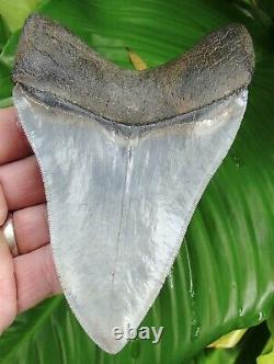 Megalodon Shark Tooth HUGE 5 & 3/8 in. SERRATED REAL FOSSIL