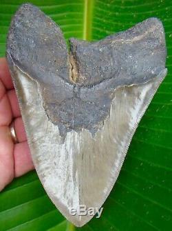 Megalodon Shark Tooth HUGE 5 & 5/16 in. REAL FOSSIL -SERRATED NO RESTO