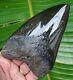 Megalodon Shark Tooth Huge 5 & 5/8 In. Real Fossil Not Fake