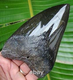 Megalodon Shark Tooth HUGE 5 & 5/8 in. REAL FOSSIL NOT FAKE