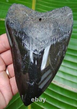 Megalodon Shark Tooth HUGE 5 & 5/8 in. REAL FOSSIL NOT FAKE