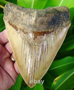 Megalodon Shark Tooth HUGE 5.71 in. TOP 1% MUSEUM GRADE NATURAL = SYDNI