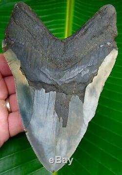 Megalodon Shark Tooth HUGE 5 & 7/8 in. HUGE SIZE SERRATED NO RESTORATIONS