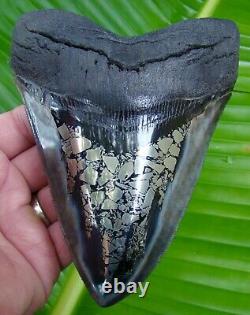 Megalodon Shark Tooth HUGE 6 & 1/16 in. GOLD PYRITE REAL FOSSIL 1 POUND