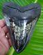 Megalodon Shark Tooth Huge 6 & 1/16 In. Gold Pyrite Real Fossil 1 Pound