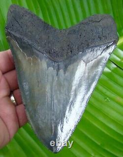 Megalodon Shark Tooth HUGE 6 & 1/16 in. GOLD PYRITE REAL FOSSIL 1 POUND