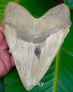 Megalodon Shark Tooth HUGE 6 & 1/8 ULTRA RARE INDONEDSIA NO RESTORATION