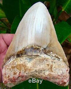 Megalodon Shark Tooth HUGE 6 & 7/16 ULTRA RARE PERUVIAN NO RESTORATION