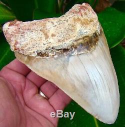 Megalodon Shark Tooth HUGE 6 & 7/16 ULTRA RARE PERUVIAN NO RESTORATION