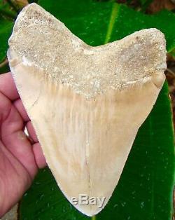 Megalodon Shark Tooth HUGE 6 & 7/16 ULTRA RARE PERUVIAN NO RESTORATION