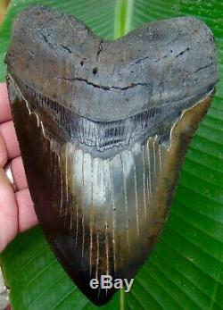 Megalodon Shark Tooth HUGE 6 & 7/16 in. SERRATED REAL FOSSIL NO RESTO