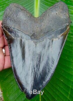 Megalodon Shark Tooth HUGE 6 & 7/16 in. SERRATED REAL FOSSIL NO RESTO