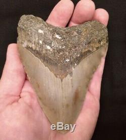 Megalodon Shark Tooth HUGE & Heavy! 5 1/16 NO RESTORATIONS Authentic