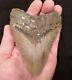 Megalodon Shark Tooth Huge & Heavy! 5 1/16 No Restorations Authentic