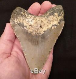 Megalodon Shark Tooth HUGE & Heavy! 5 1/16 NO RESTORATIONS Authentic