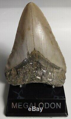 Megalodon Shark Tooth HUGE & Heavy! 5 1/16 NO RESTORATIONS Authentic