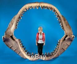 Megalodon Shark Tooth HUGE & Heavy! 5 1/16 NO RESTORATIONS Authentic