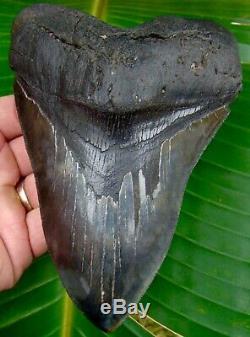 Megalodon Shark Tooth HUGE MONSTER 6 & 1/16 in. SERRATED NO RESTORATIONS