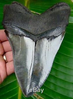 Megalodon Shark Tooth HUGE MONSTER 6 & 1/16 in. SERRATED NO RESTORATIONS