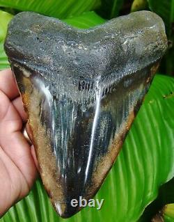Megalodon Shark Tooth HUGE OVER 6 in. BURNT ORANGE & BLACK REAL FOSSIL