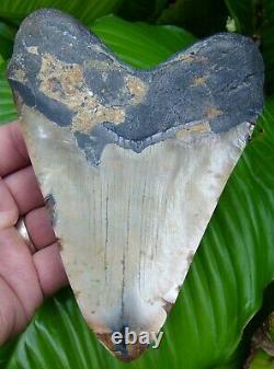 Megalodon Shark Tooth HUGE OVER 6 in. BURNT ORANGE & BLACK REAL FOSSIL