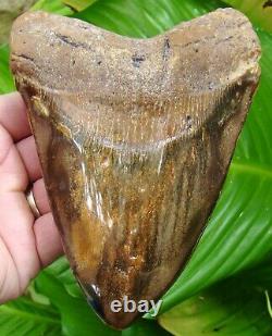 Megalodon Shark Tooth HUGE OVER 6 in. BURNT ORANGE REAL FOSSIL