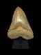 Megalodon Shark Tooth Huge 14.6cm 5.748 Top 1% Museum Grade Specimen