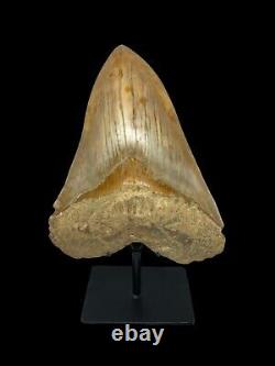 Megalodon Shark Tooth Huge 14.6cm 5.748 Top 1% Museum Grade Specimen