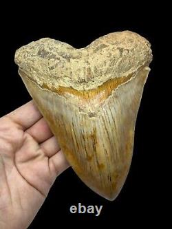 Megalodon Shark Tooth Huge 14.6cm 5.748 Top 1% Museum Grade Specimen