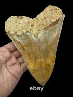 Megalodon Shark Tooth Huge 14.6cm 5.748 Top 1% Museum Grade Specimen