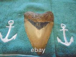 Megalodon Shark Tooth, Huge, Genuine 5.75 Inches