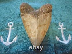 Megalodon Shark Tooth, Huge, Genuine 5.75 Inches