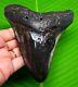 Megalodon Shark Tooth Huge Gorgeous Shark Teeth Fossil 5.10 Not Replica