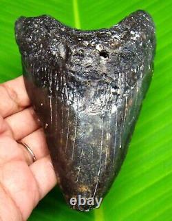 Megalodon Shark Tooth Huge Natural 4.75 Shark Teeth Fossil No Repair