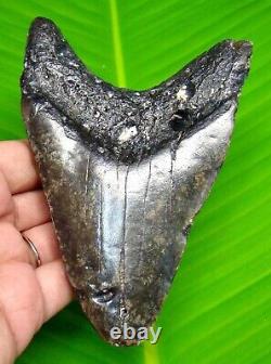 Megalodon Shark Tooth Huge Natural 4.75 Shark Teeth Fossil No Repair